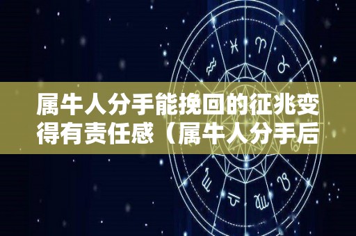 属牛人分手能挽回的征兆变得有责任感（属牛人分手后会回头吗）