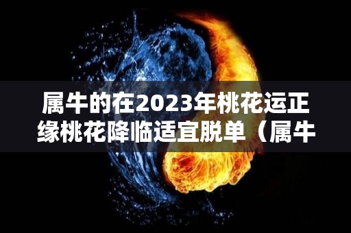 属牛的在2023年桃花运正缘桃花降临适宜脱单（属牛的在2023年的运程）