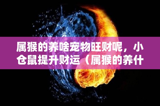 属猴的养啥宠物旺财呢，小仓鼠提升财运（属猴的养什么宠物财运亨通）