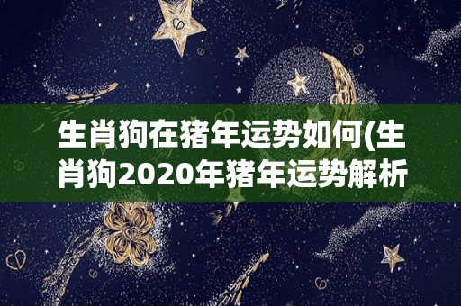 生肖狗在猪年运势如何(生肖狗2020年猪年运势解析)