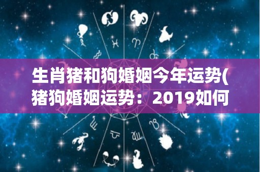 生肖猪和狗婚姻今年运势(猪狗婚姻运势：2019如何？)