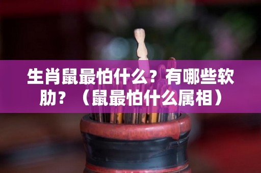 生肖鼠最怕什么？有哪些软肋？（鼠最怕什么属相）